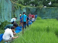 2014 paddy field net2.jpg(39706 byte)